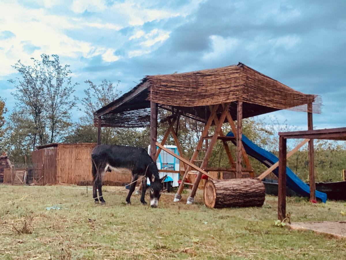 Pensiunea 4 Salcii Băltenii de Sus Exteriér fotografie